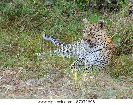 Resting Leopard