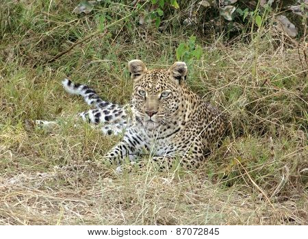 Resting Leopard