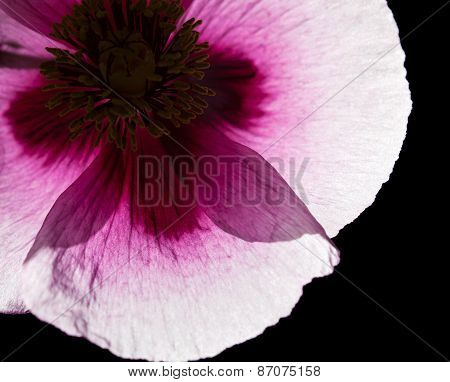 Pink Poppy