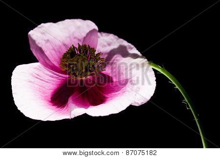 Pink Poppy