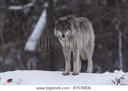 Lone timber wolf in a winter scene