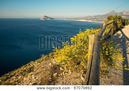 Genista