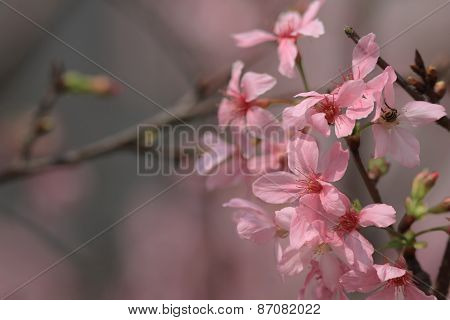 Sukura Flowers On A Spring Day