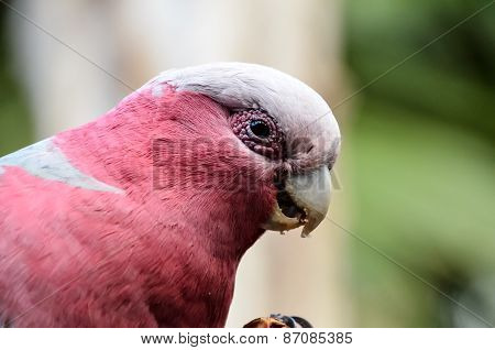 Parrot Tropical Bird