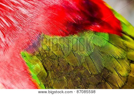 Parrot Tropical Bird