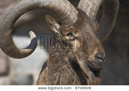 Big Horn får