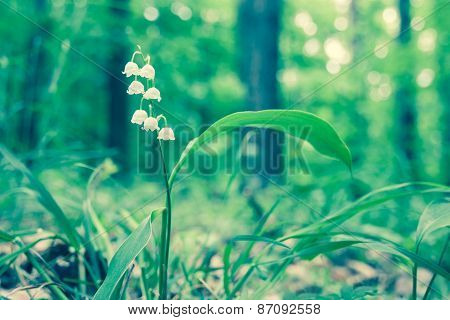 Convallaria Majalis