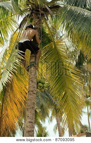 professional climber on coconut treegathering coconuts with rope