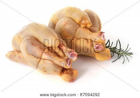 Two Cockerel