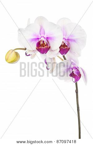 Blooming Twig Of White Purple Orchid Isolated On White Background.