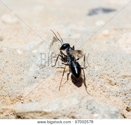 a winged ant