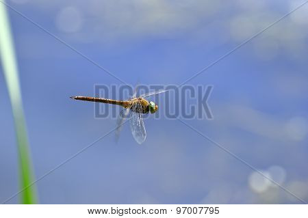 Dragonfly Close Up Flying Over The Water
