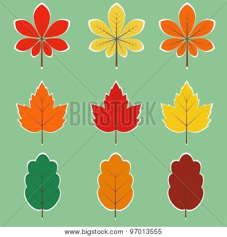 Autumn leaves