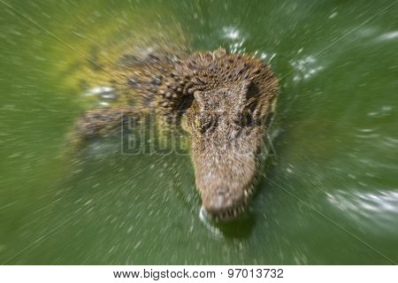 Crocodile Head With Closed Jaws Closeup