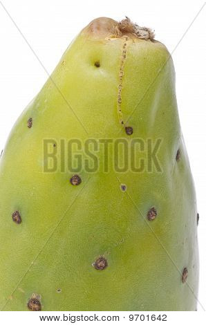 Cactaceous Fig figenkaktus