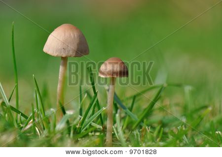 mycena galericulata