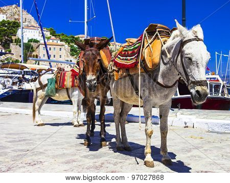Traditional Greece - donkeys in Hydra island