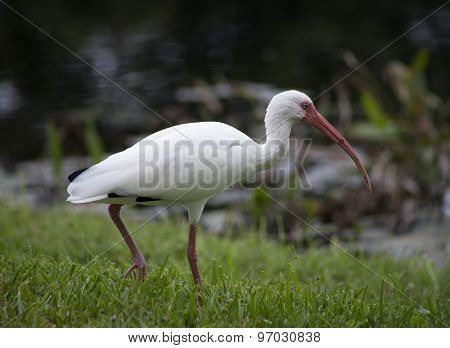 American White Ibis (Eudocimus albus) in search of food