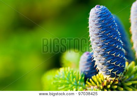 Caucasian fir tree cones close-up. Called also Abies nordmanniana or the Nordmann fir 