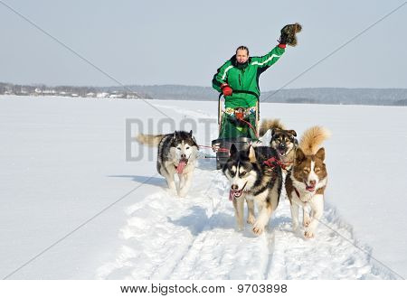 犬チーム仕事