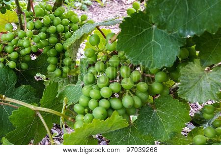 green grapes on vine
