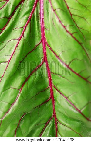 Fresh swiss chard, close up