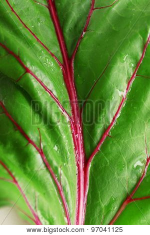 Fresh swiss chard, close up