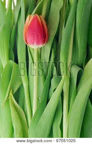 Tulip And Many  Leaves