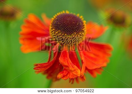 Helenium Moerheim Beauty