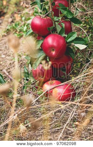 Fresh apples