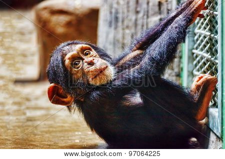 Baby  Chimpanzee Apes  In The Indoor.