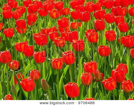 Tulipanes rojos