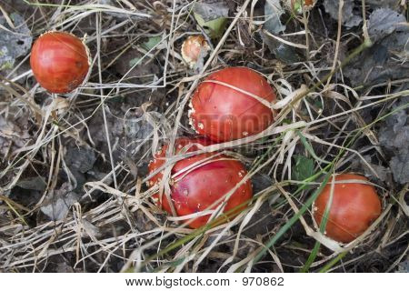 Champignons dangereuses