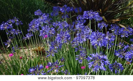 Blue Agapanthus Flowers