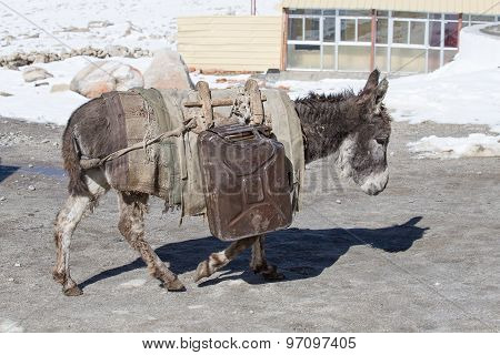 Donkey Is Carrying Fuel Cans In The Mountains On The Road Leh - Manali, Ladakh, India