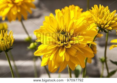 The Blossomed Yellow Flowers