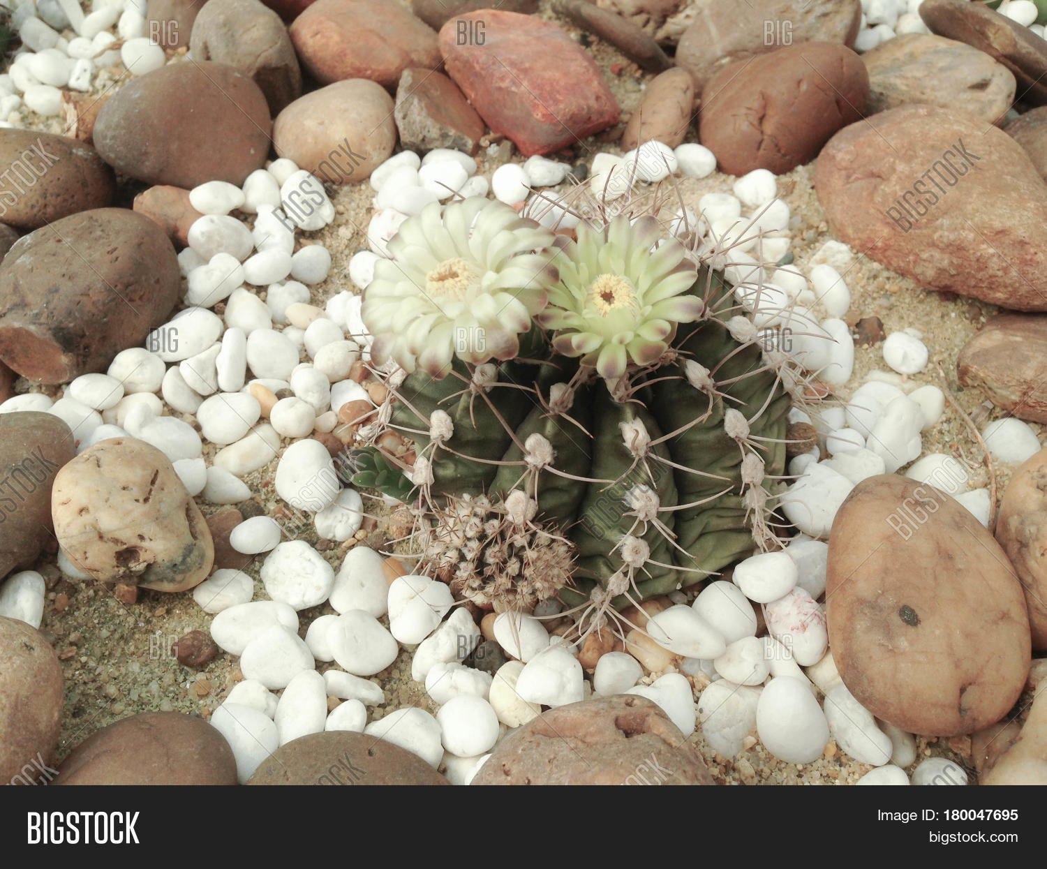 Coryphantha Maiz Image & Photo (Free Trial) Bigstock