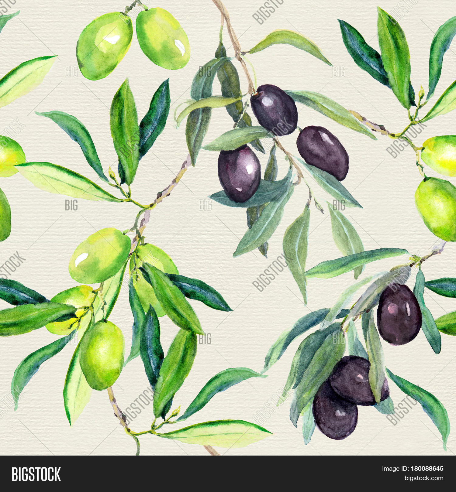 Olives Branches Olive Image & Photo (Free Trial) Bigstock