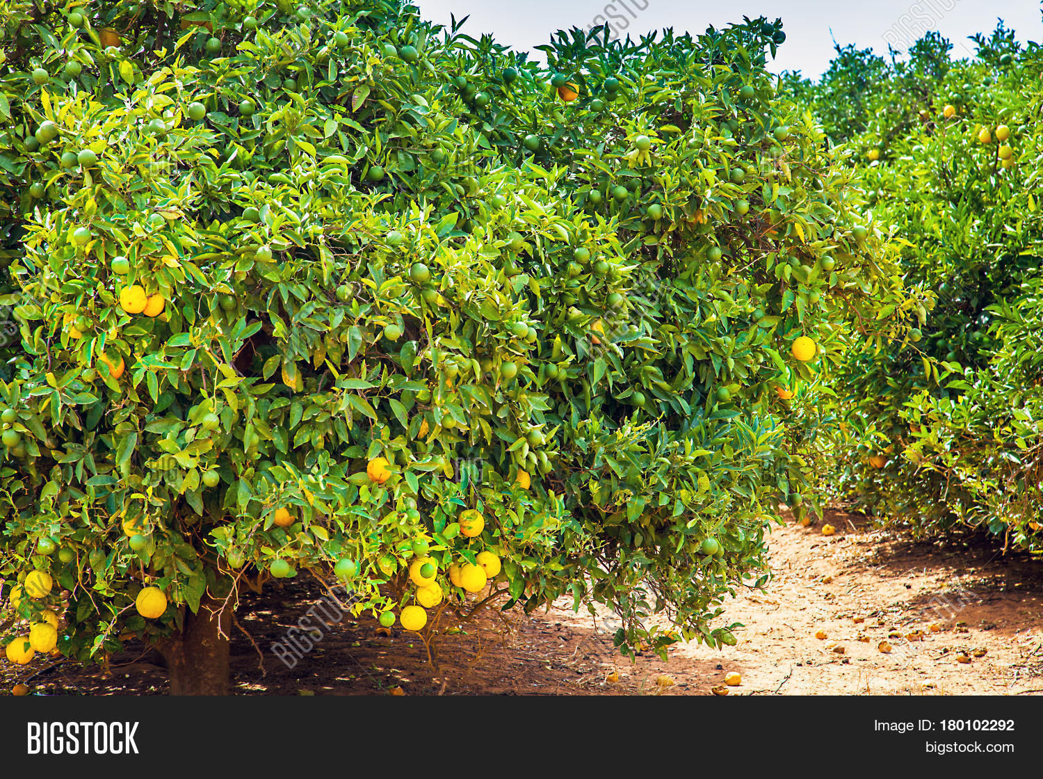 Orange Plantation Image & Photo (Free Trial) Bigstock