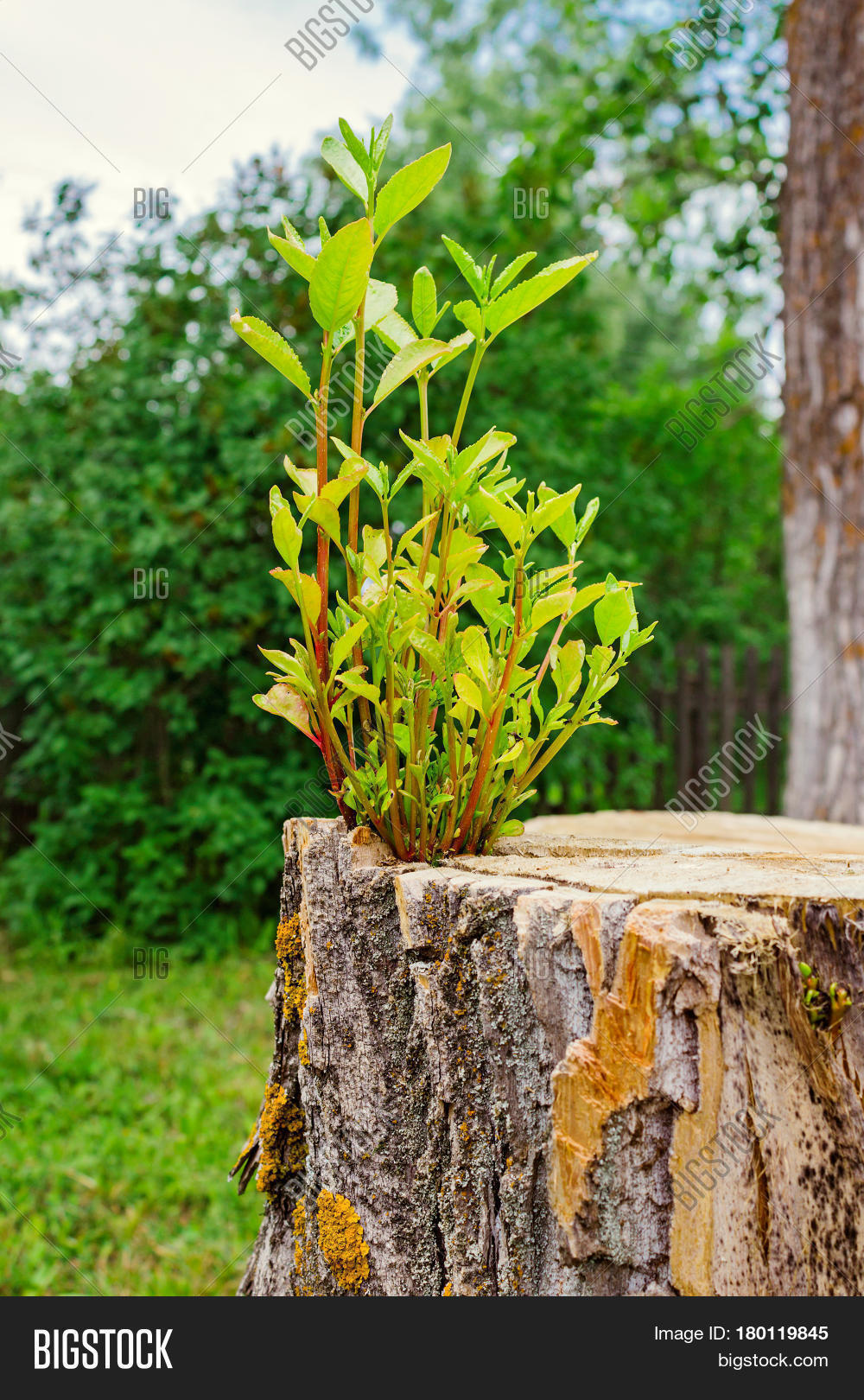 Young Tree Growing Old Image & Photo (Free Trial) Bigstock