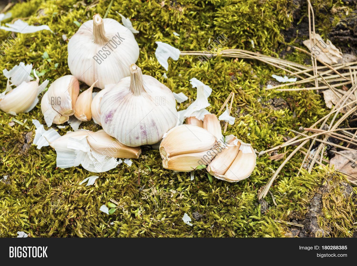 Garlic Cloves Garlic Image & Photo (Free Trial) Bigstock