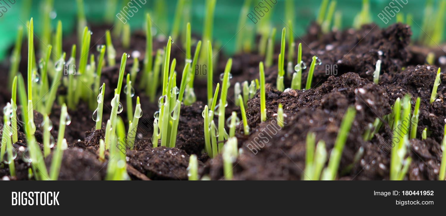 Lawn Grass Sprouting. Image & Photo (Free Trial) Bigstock