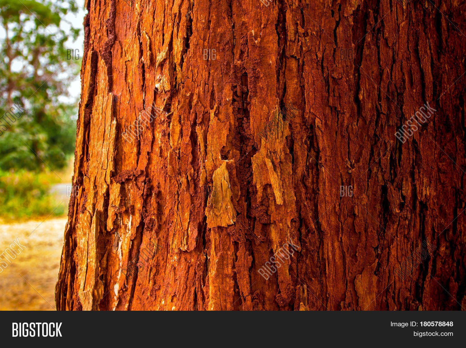 Trunk Tree Vivid Red Image & Photo (Free Trial) | Bigstock