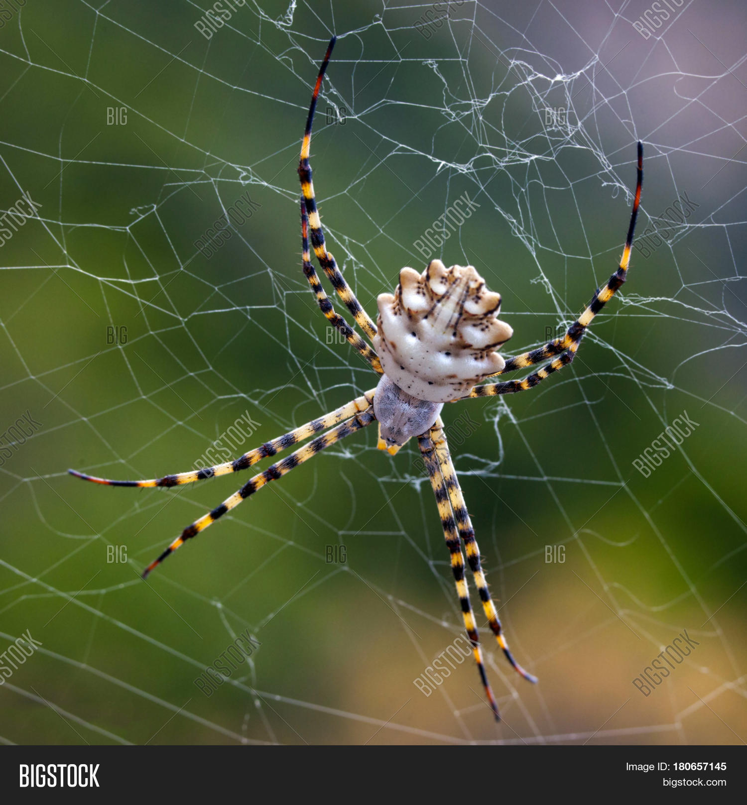 Argiope Lobata Species Image & Photo (Free Trial) | Bigstock