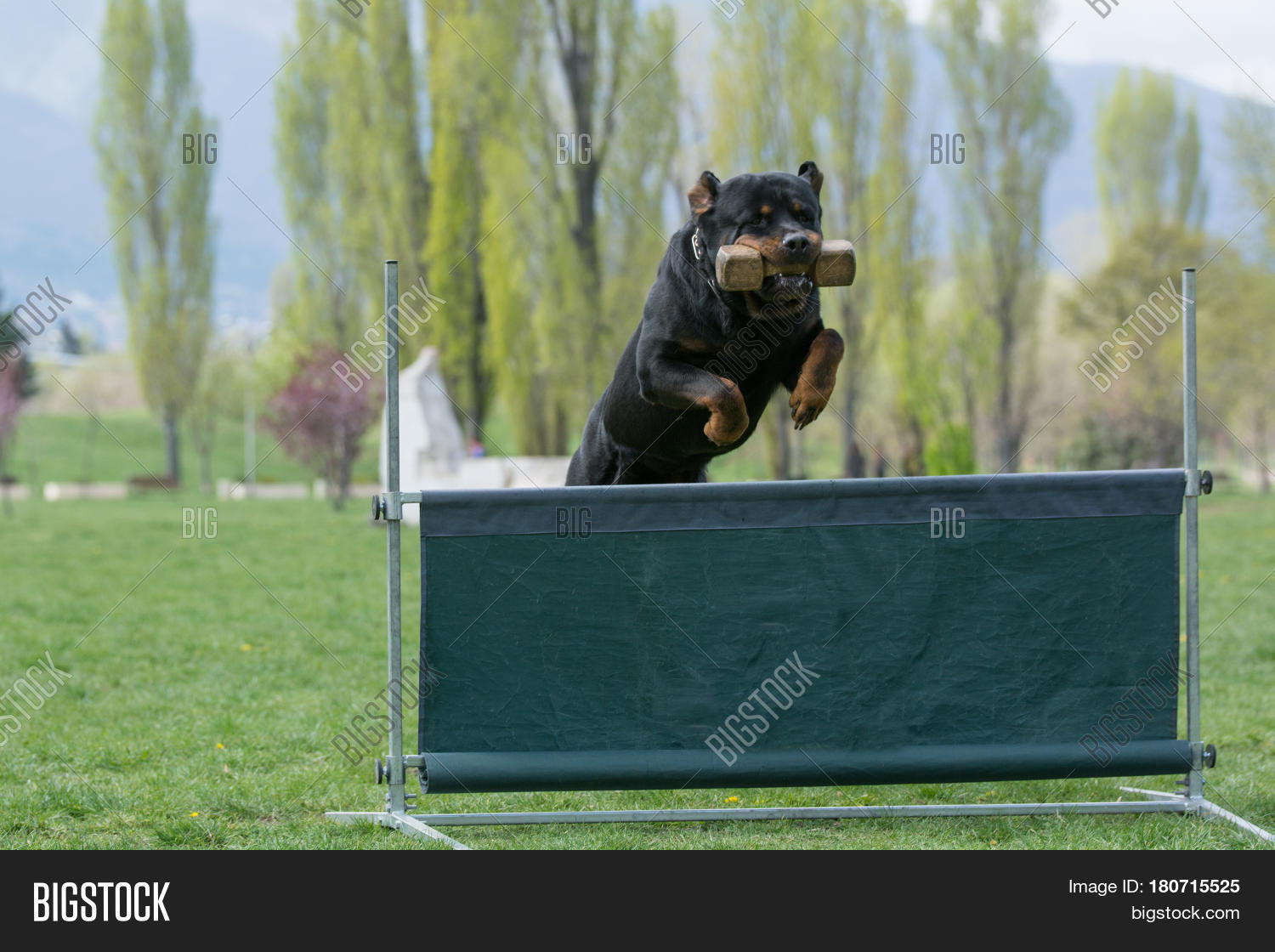 Rottweiler On Agility Image & Photo (Free Trial) Bigstock