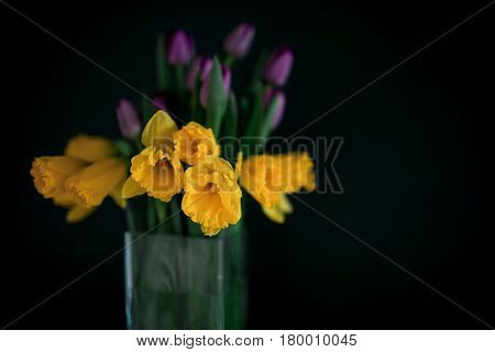 yellow daffodil flowers with pupple tulip blooming in vase with green wall. Dark key. Interior with candle