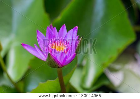 The Lotus Flower. Background is the lotus leaf and lotus flower and lotus bud and lotus flower.