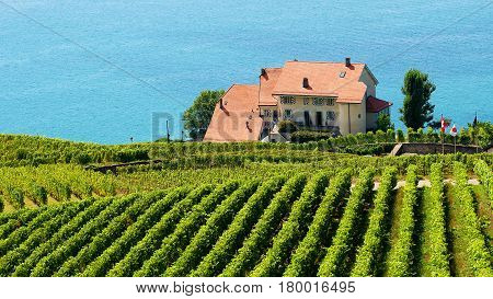 Lavaux Vineyard Terraces Hiking Trail Lake Geneva In Switzerland