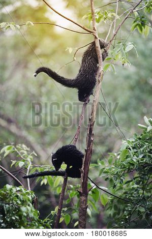 Rare and amusing animal - Binturong on a tree.