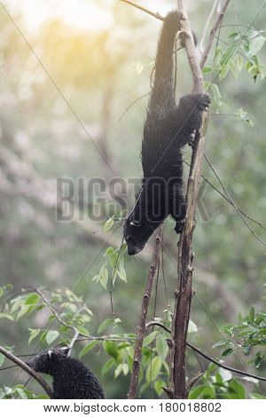 Rare and amusing animal - binturong on a tree.